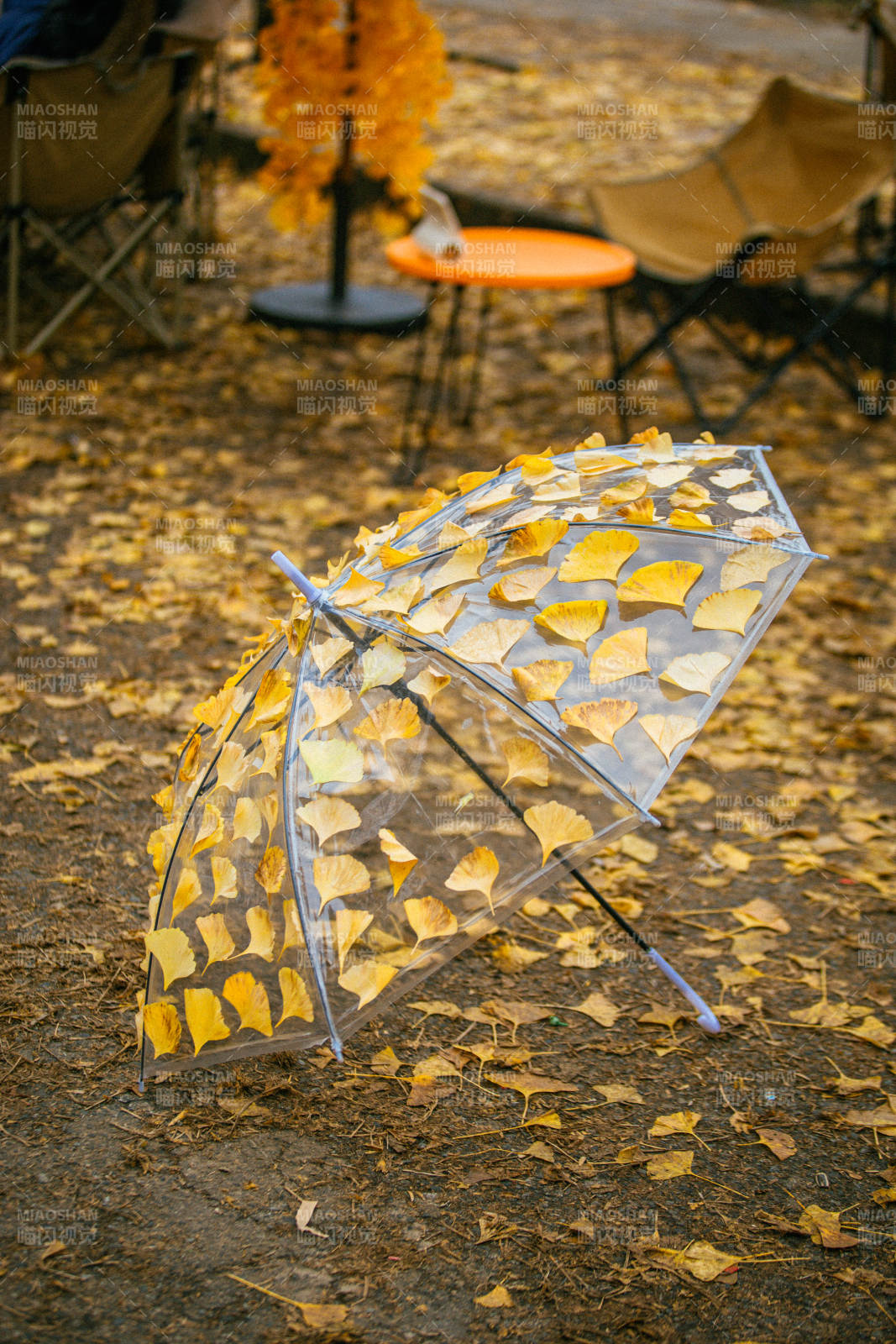 秋叶伞影图片
