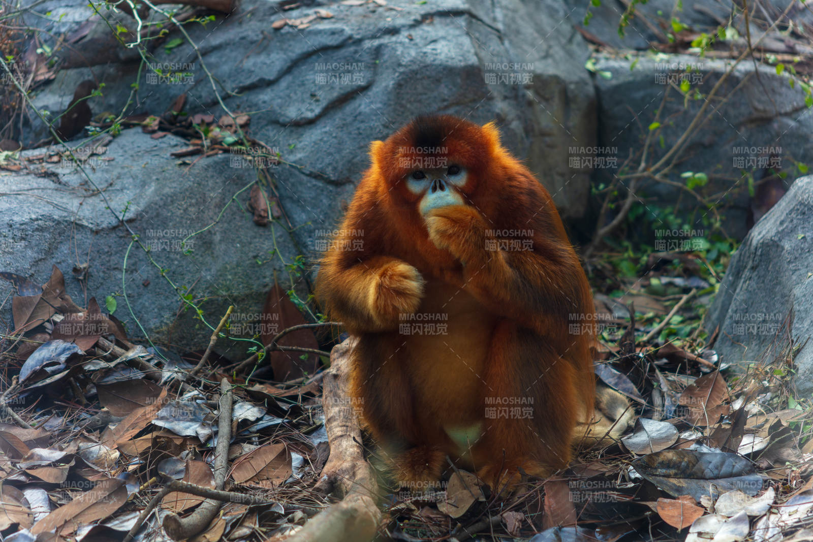 金丝猴静坐思虑图片