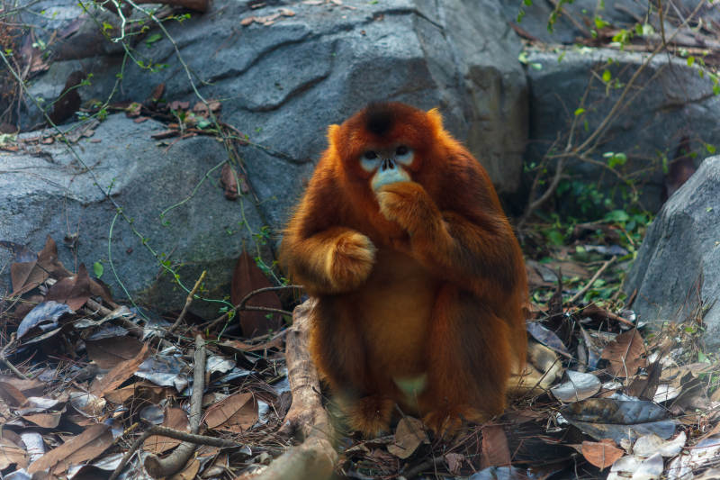 金丝猴静坐思虑图片