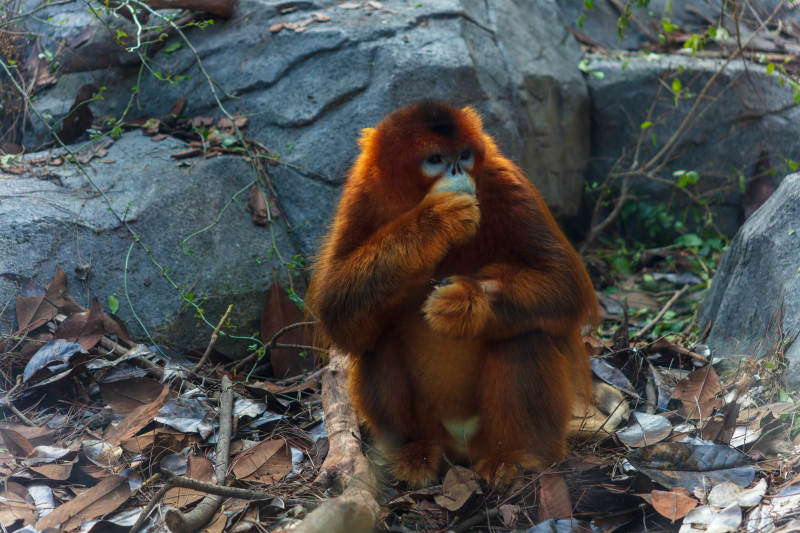 金毛猴静坐林间图片