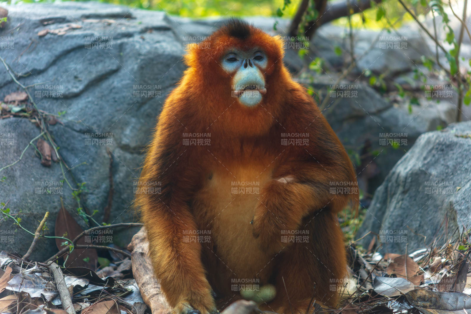 金丝猴静坐石间图片