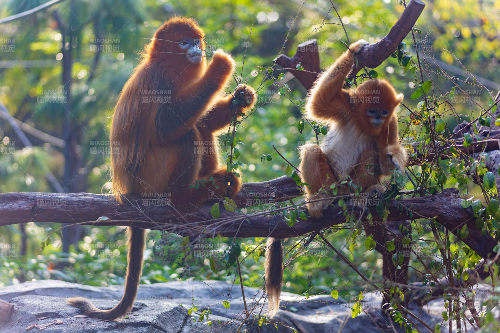 金丝猴树上嬉戏图片