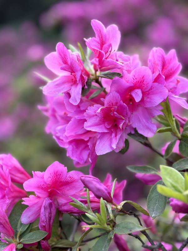 杜鹃花盛开图片