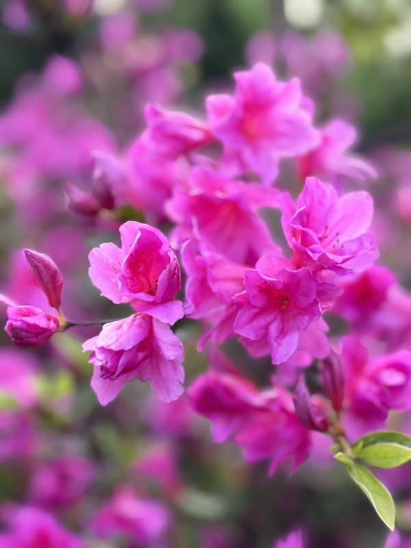 紫花绽放春意浓图片