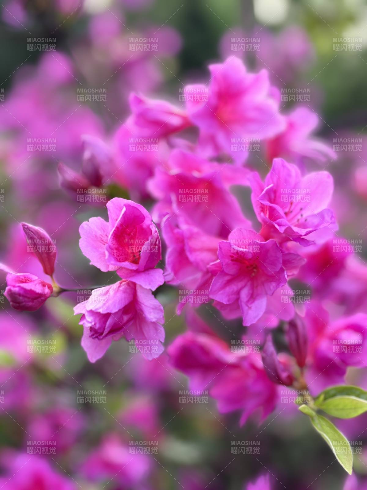 紫花绽放春意浓图片