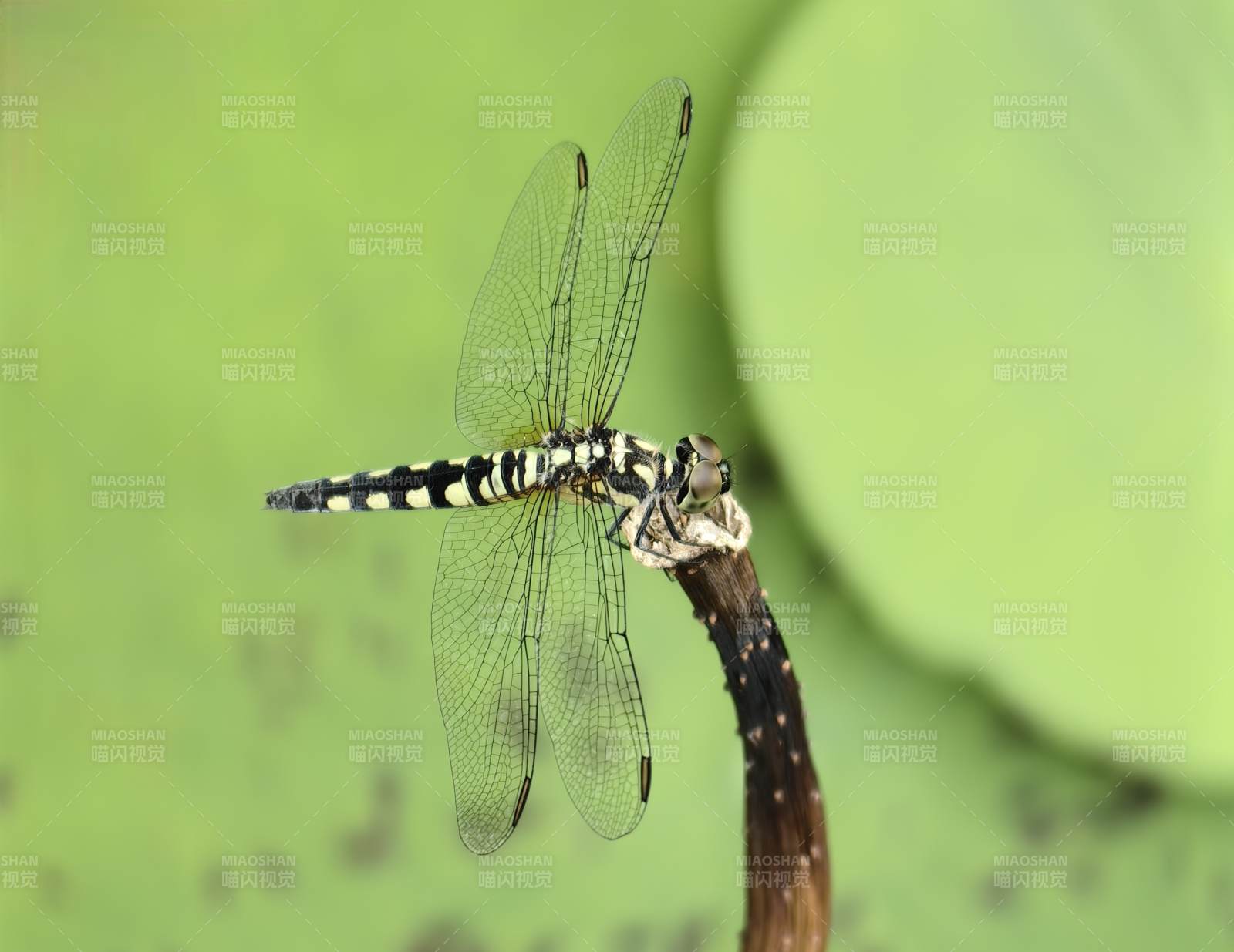 蜻蜓栖息荷叶间图片