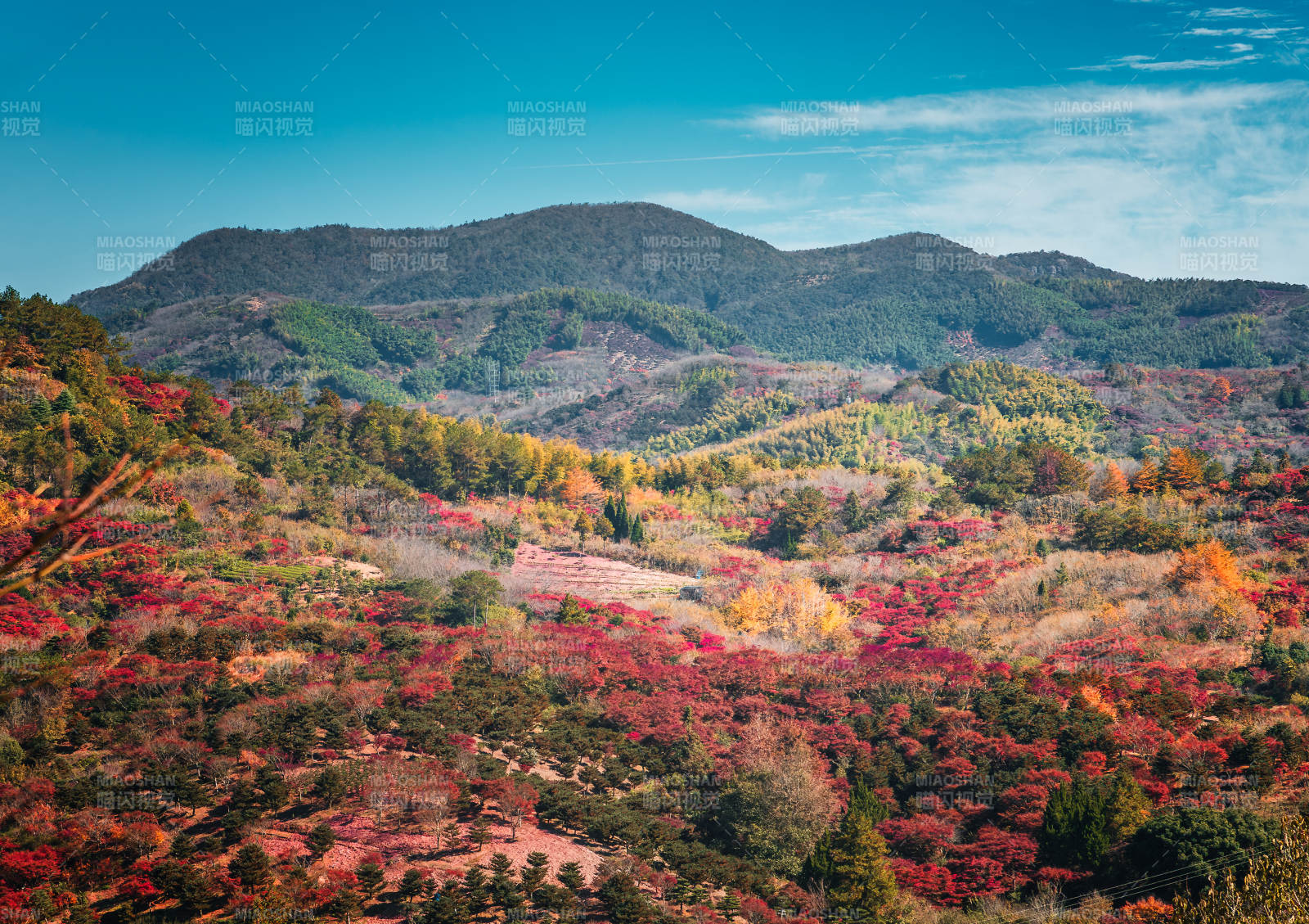 秋山红叶画卷  东西岙图片