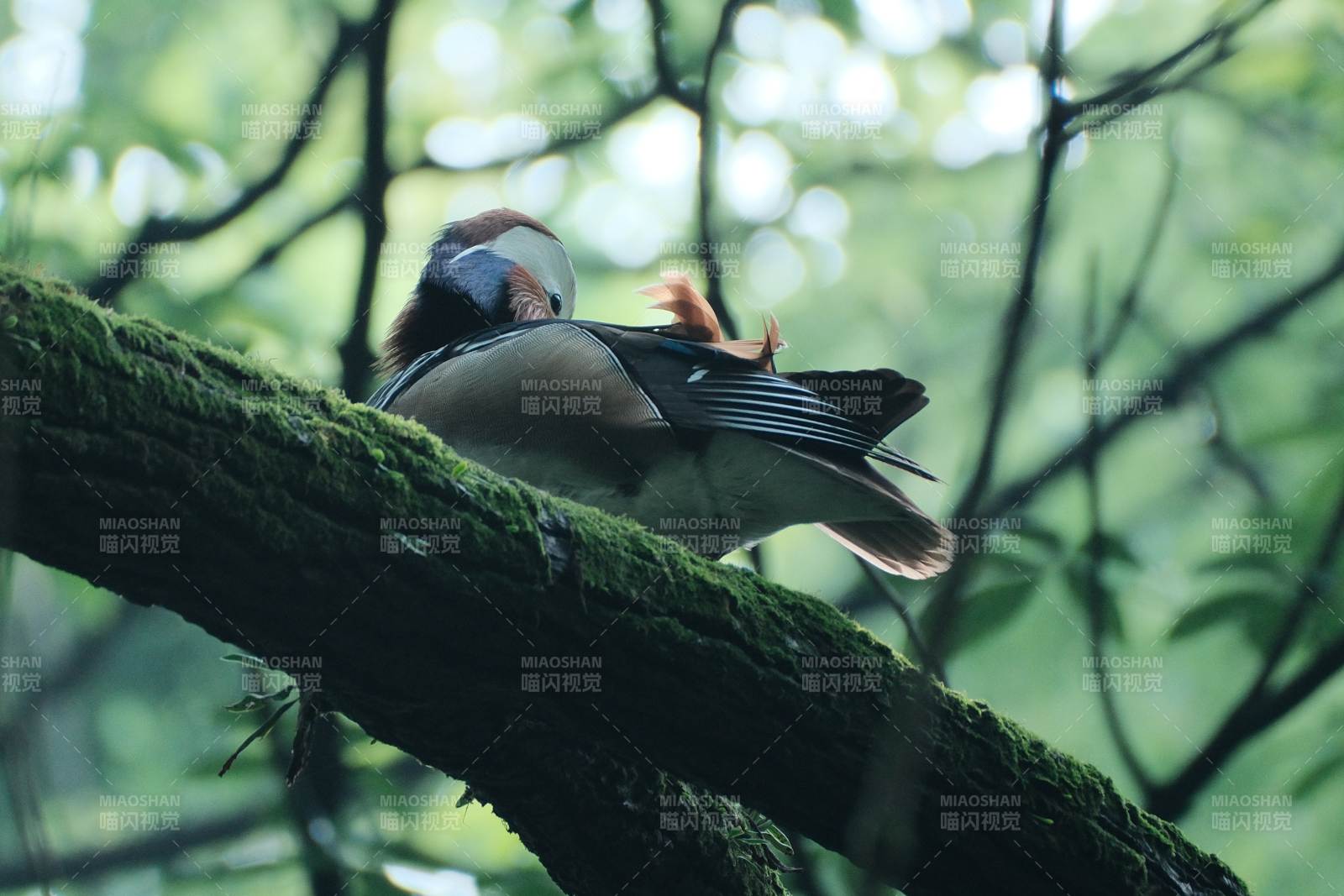 林间栖息的鸳鸯图片