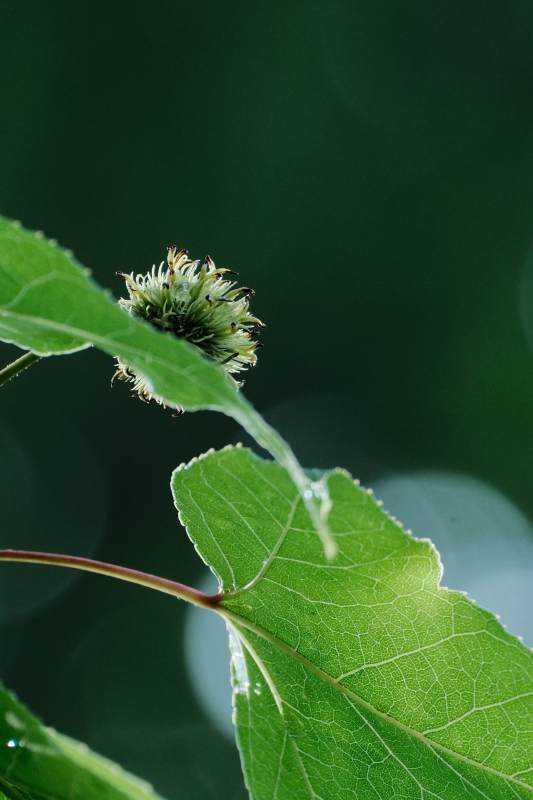 绿叶上的小花苞图片