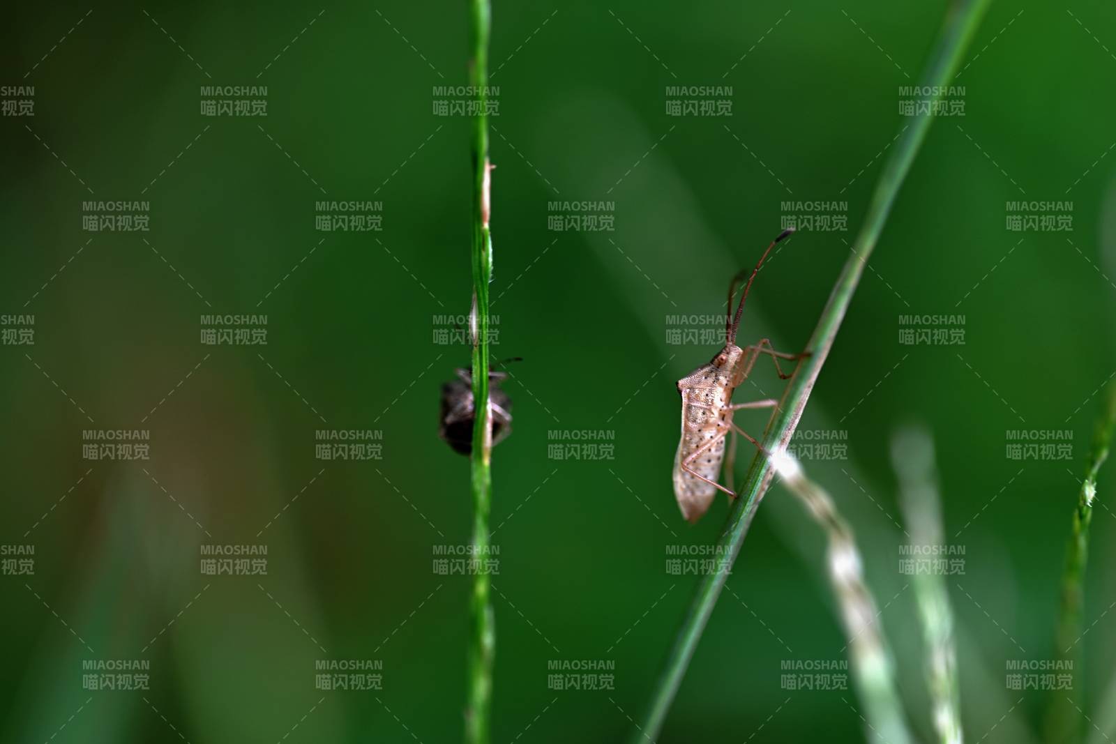 草叶上的小虫子图片