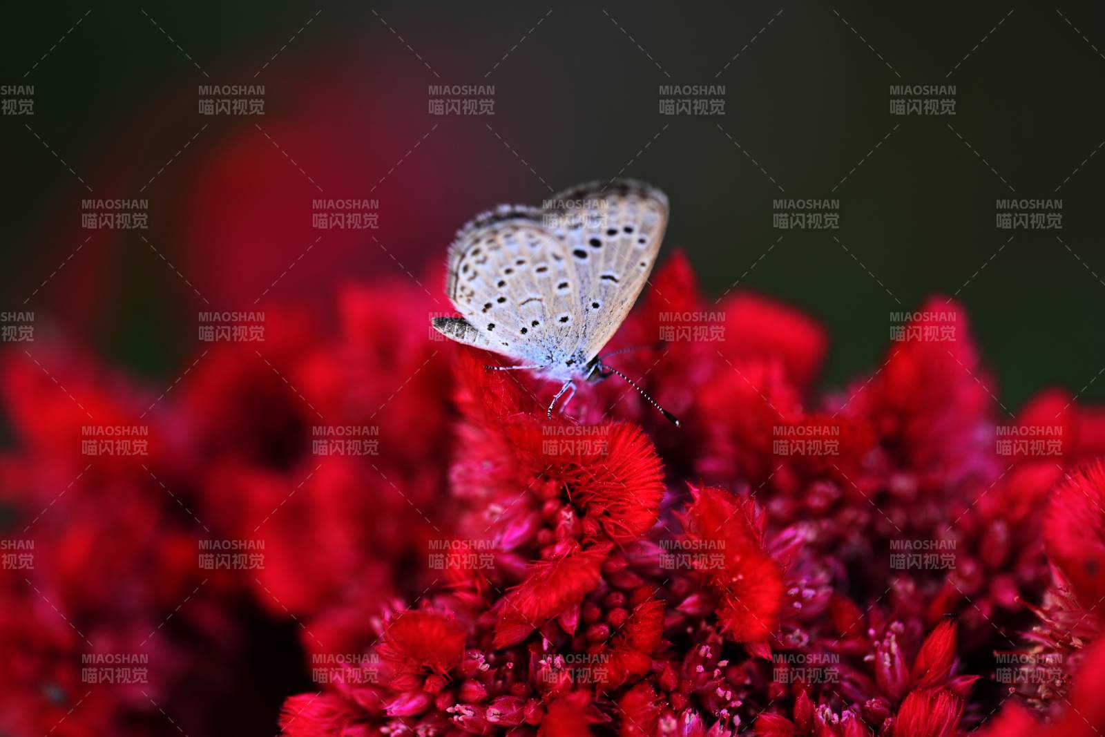 蓝蝶栖红花图片