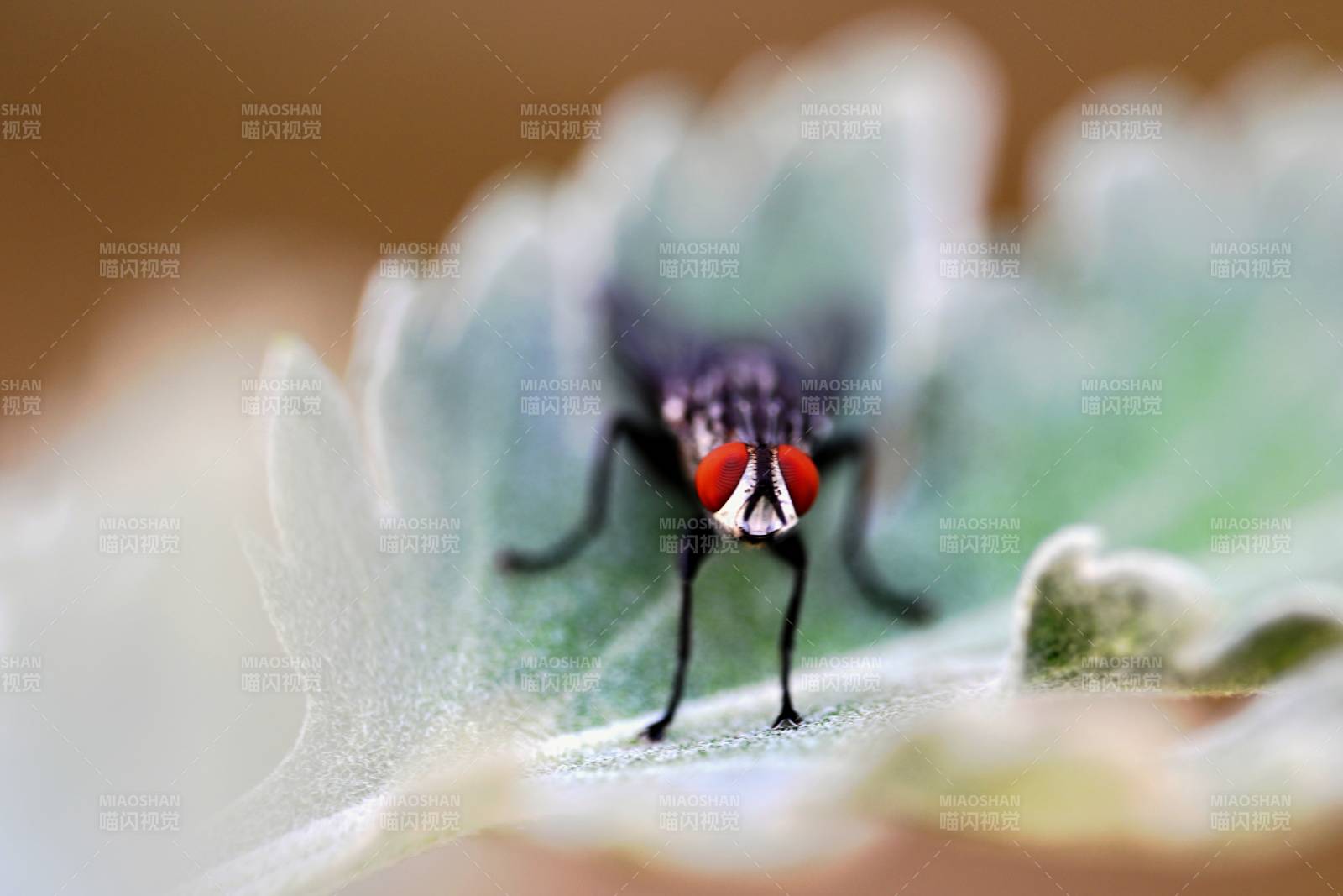 红眼苍蝇栖叶上图片