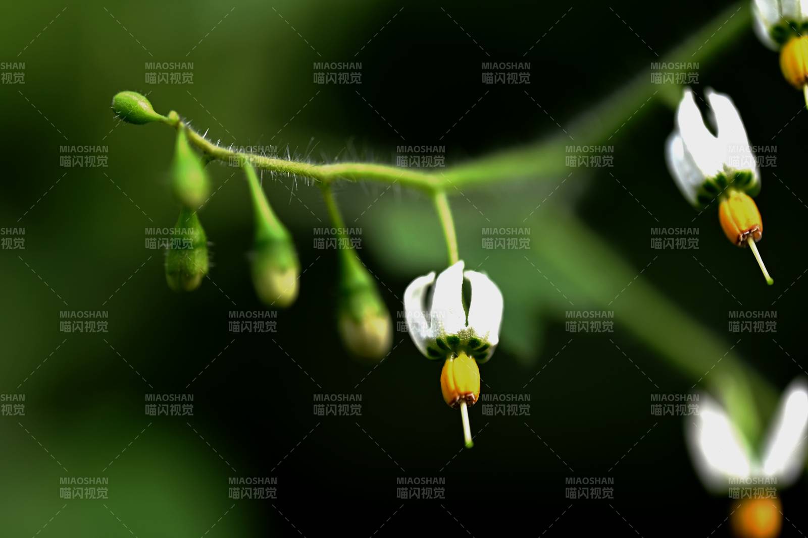 白花绿茎特写图片