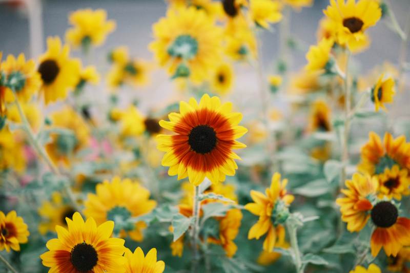 向日葵花海绽放图片