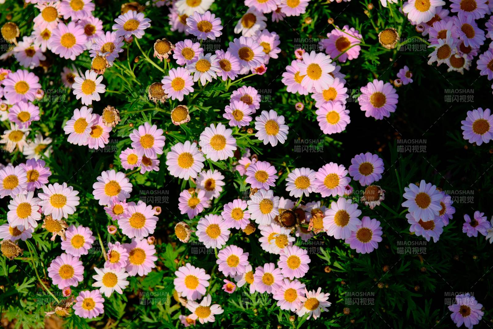 雏菊盛开的花园图片
