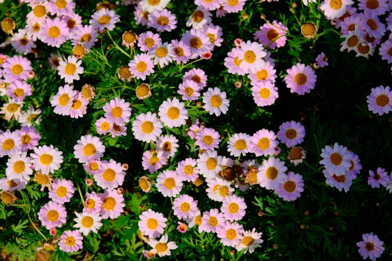 雏菊盛开的花园图片