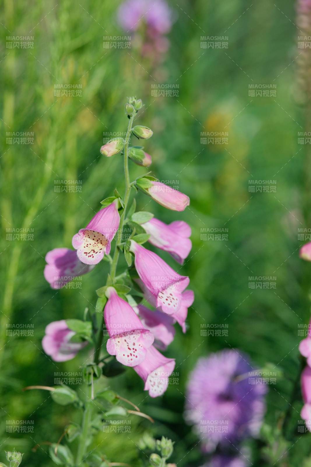 粉红毛地黄花丛图片