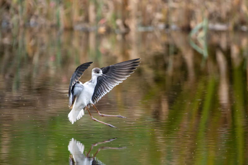 黑翅长脚鹬展翅飞翔图片
