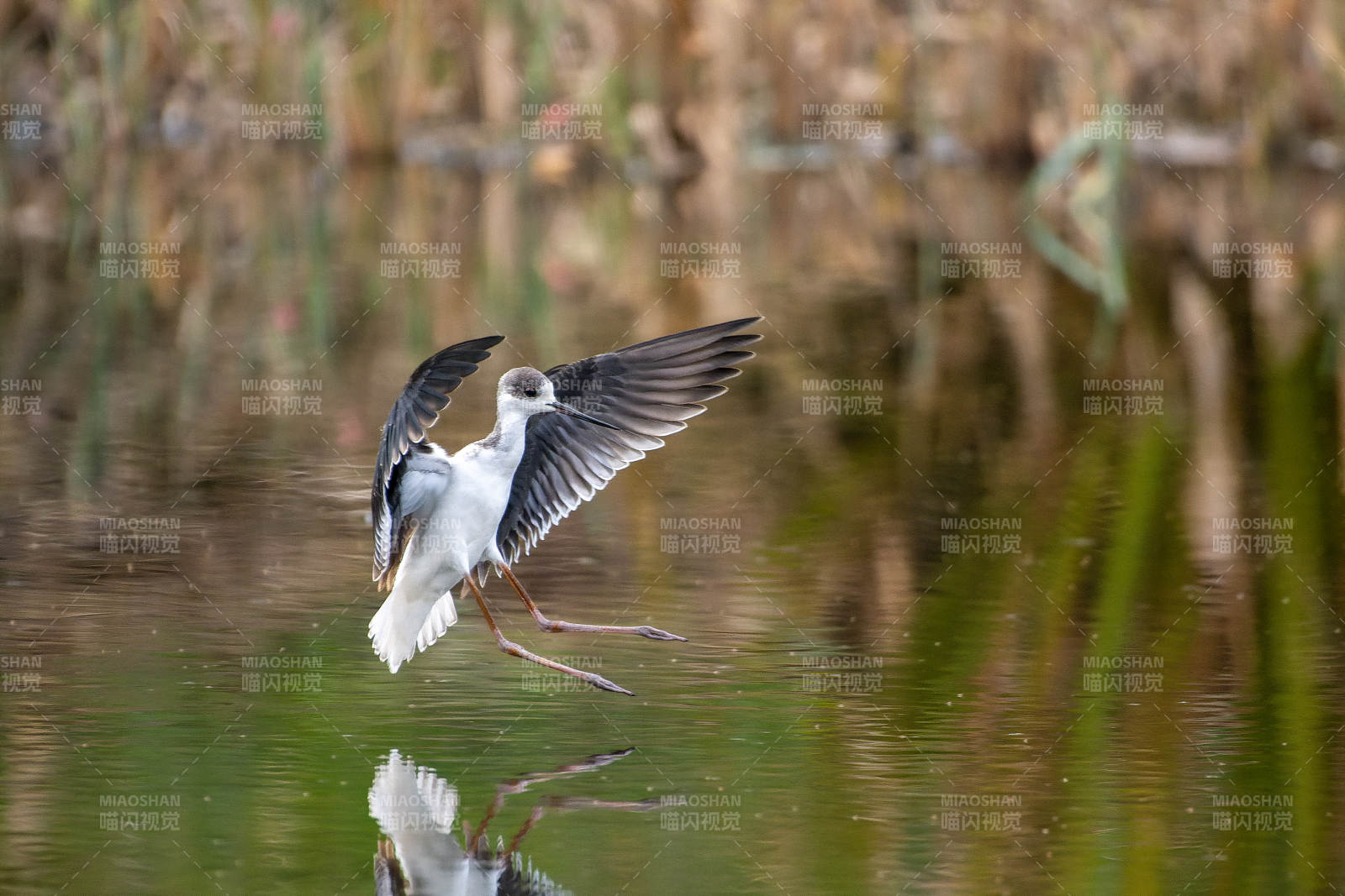黑翅长脚鹬展翅飞翔图片