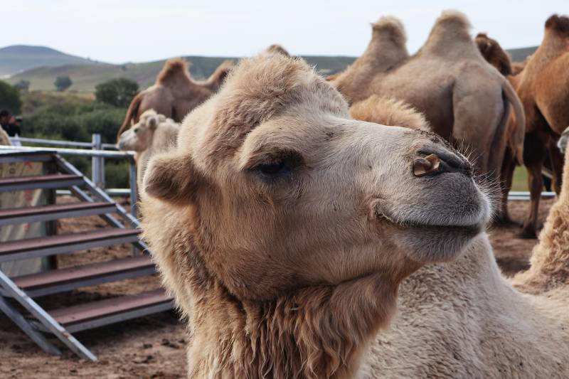 骆驼群中的温柔凝视图片