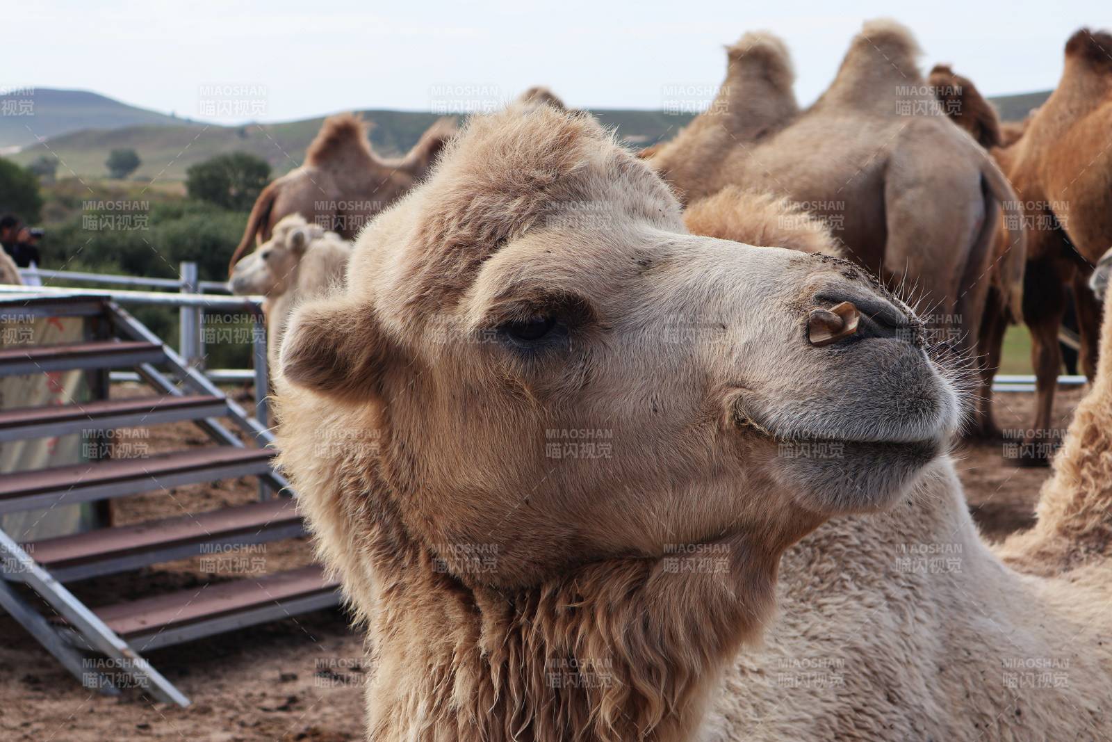 骆驼群中的温柔凝视图片