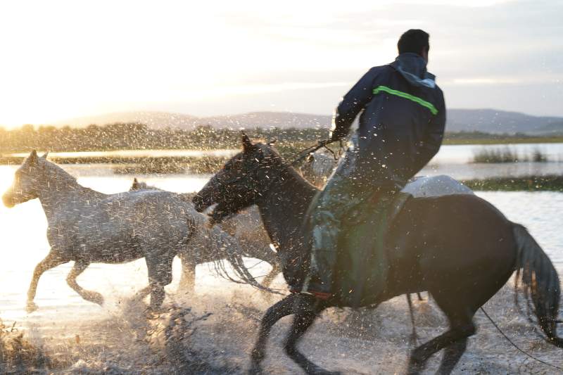 骏马奔腾水花飞溅图片