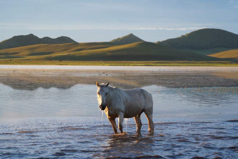 白马湖畔静立图片