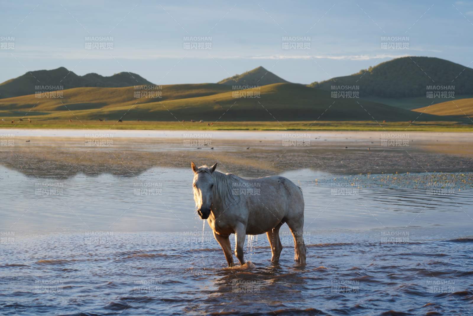白马湖畔静立图片
