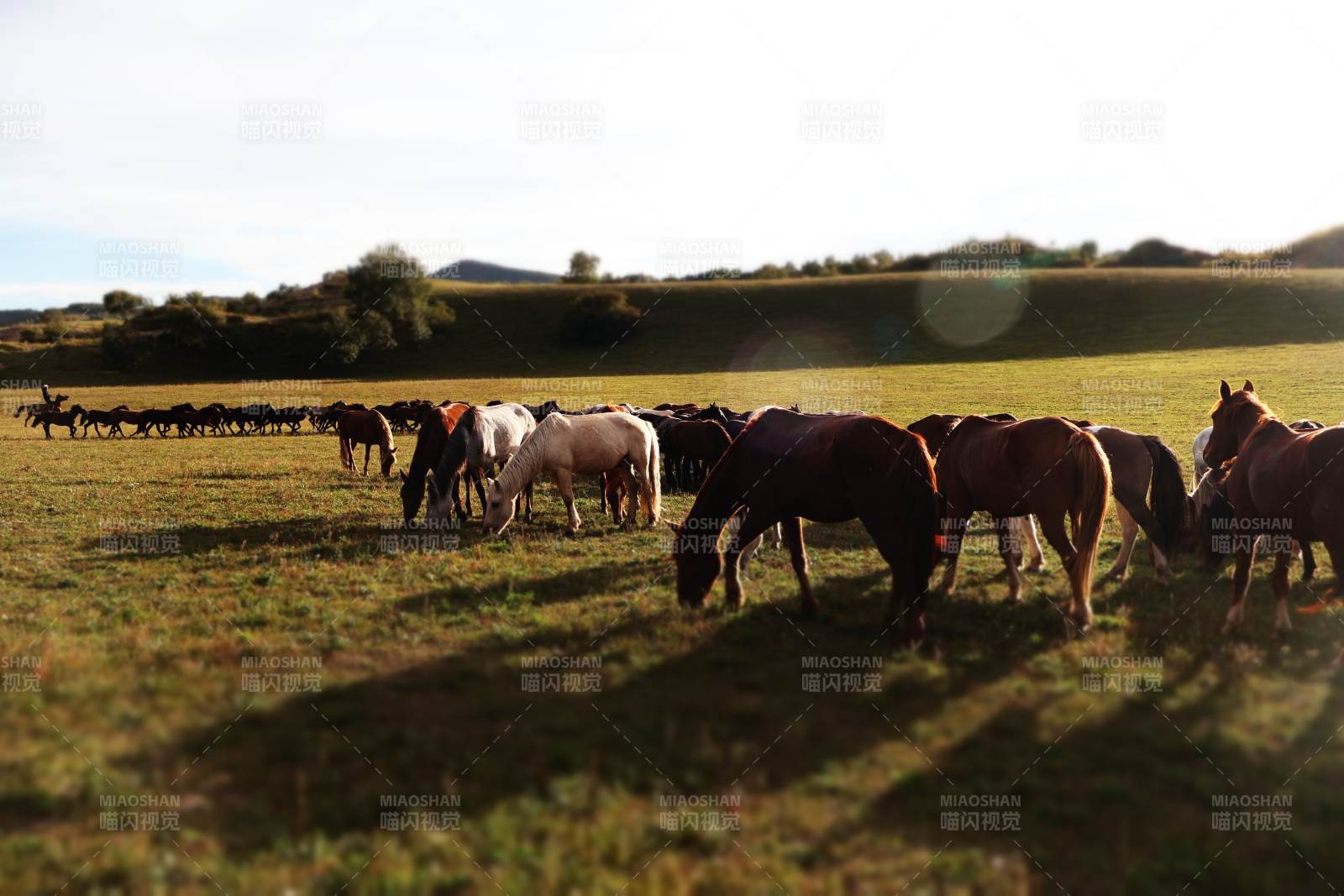 草原上的马群图片