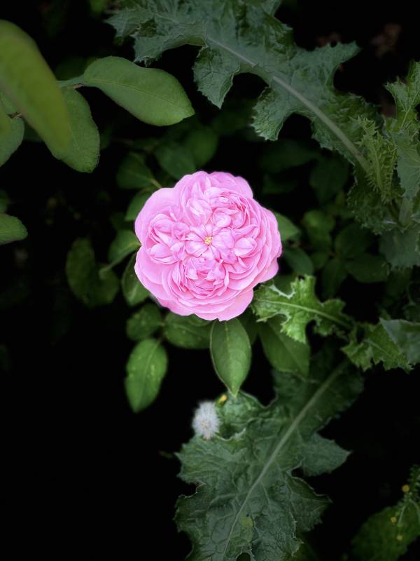 粉玫瑰绽放绿叶间图片