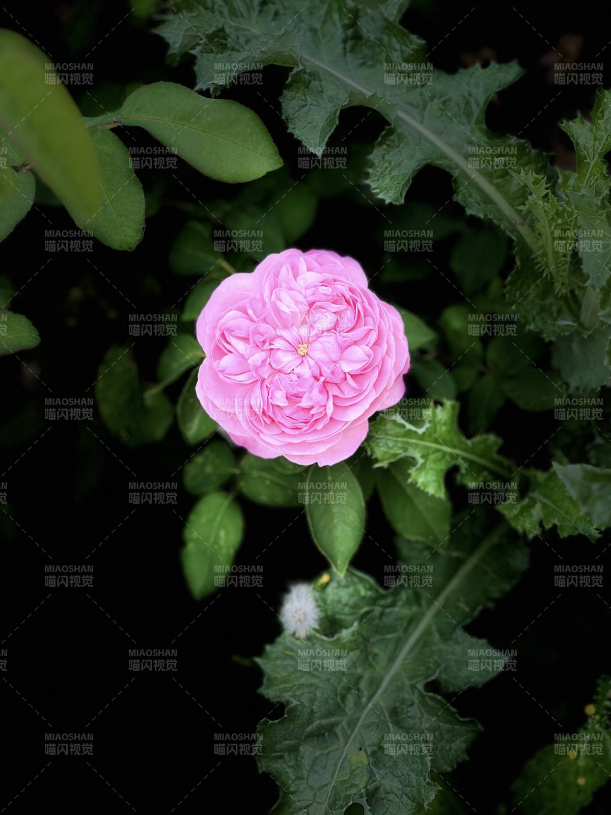 粉玫瑰绽放绿叶间图片