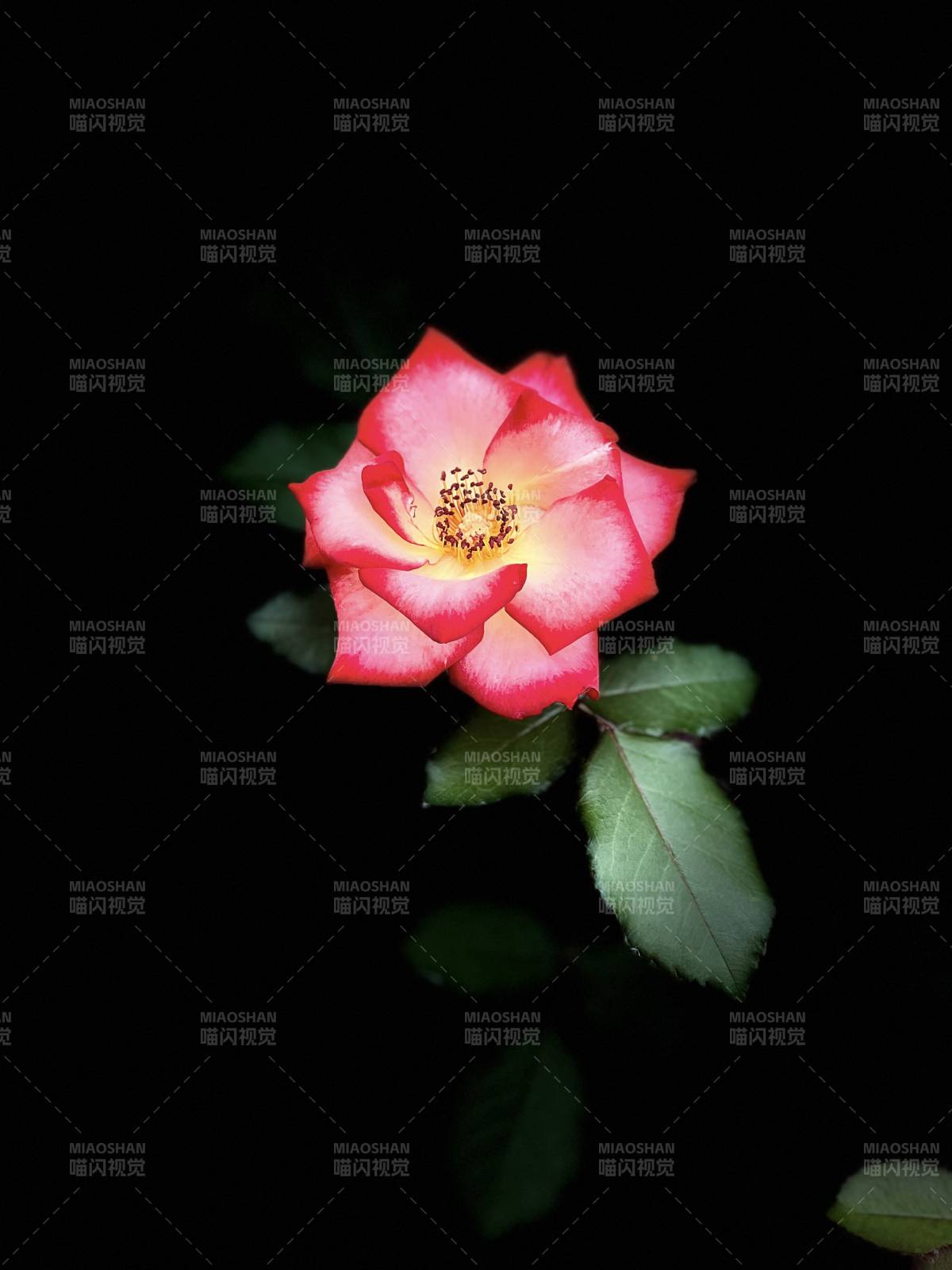 红玫瑰绽放图片