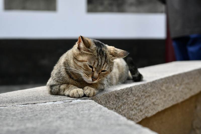 猫咪静卧石阶上图片