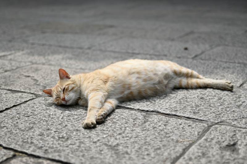 慵懒的猫咪酣睡中图片