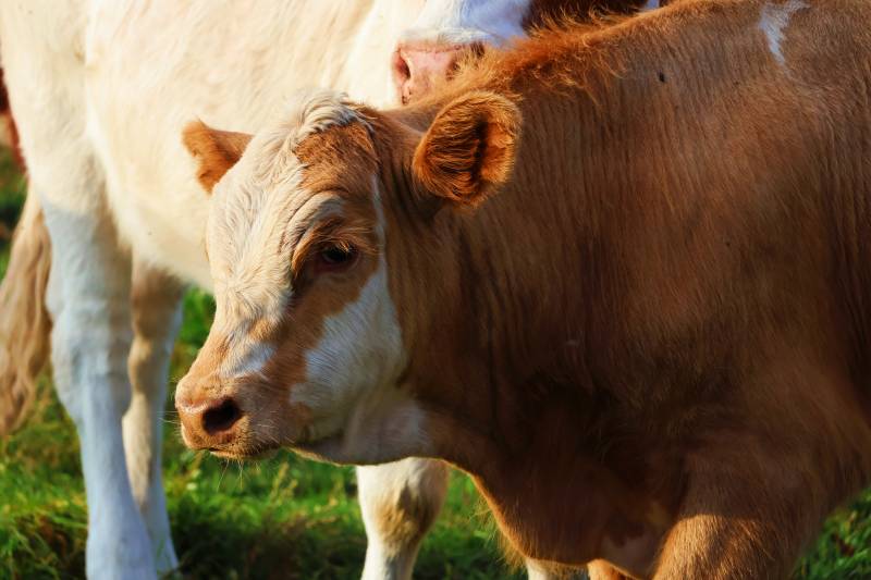 牛犊在草地上图片