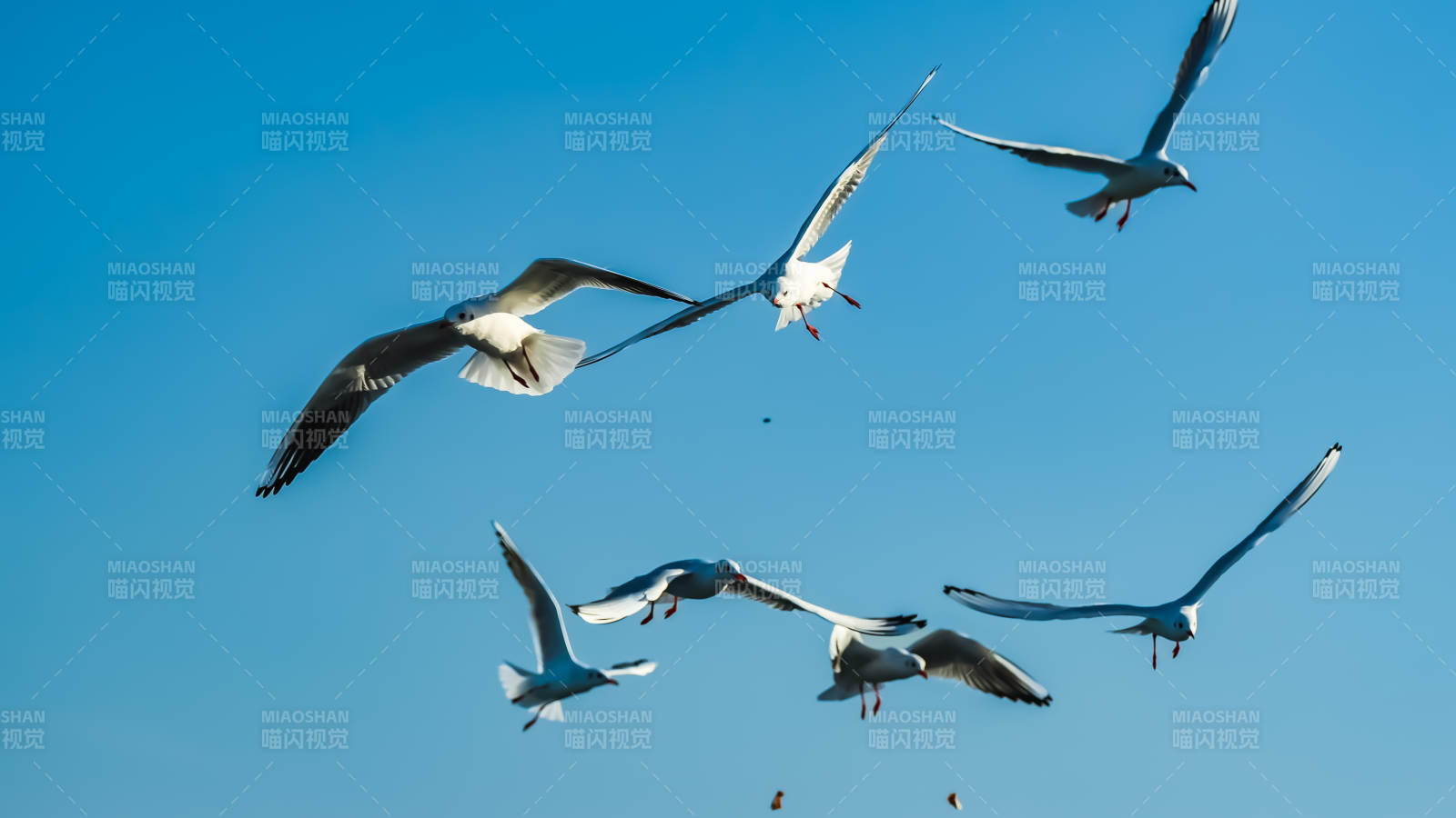 海鸥翱翔蓝天图片