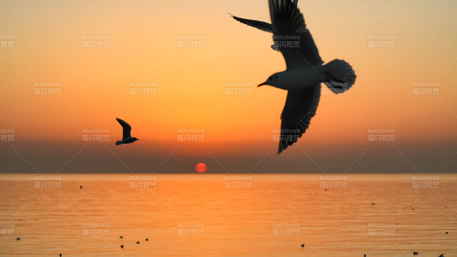 海鸥逐日图片