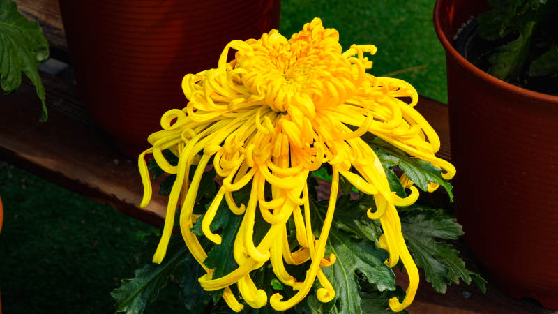 金菊绽放 绚丽夺目图片