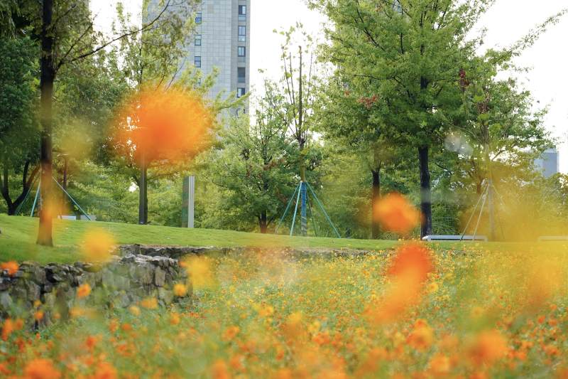 春日花海公园景图片