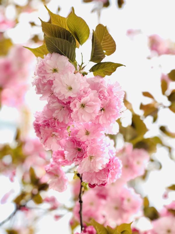 樱花绽放春意浓图片