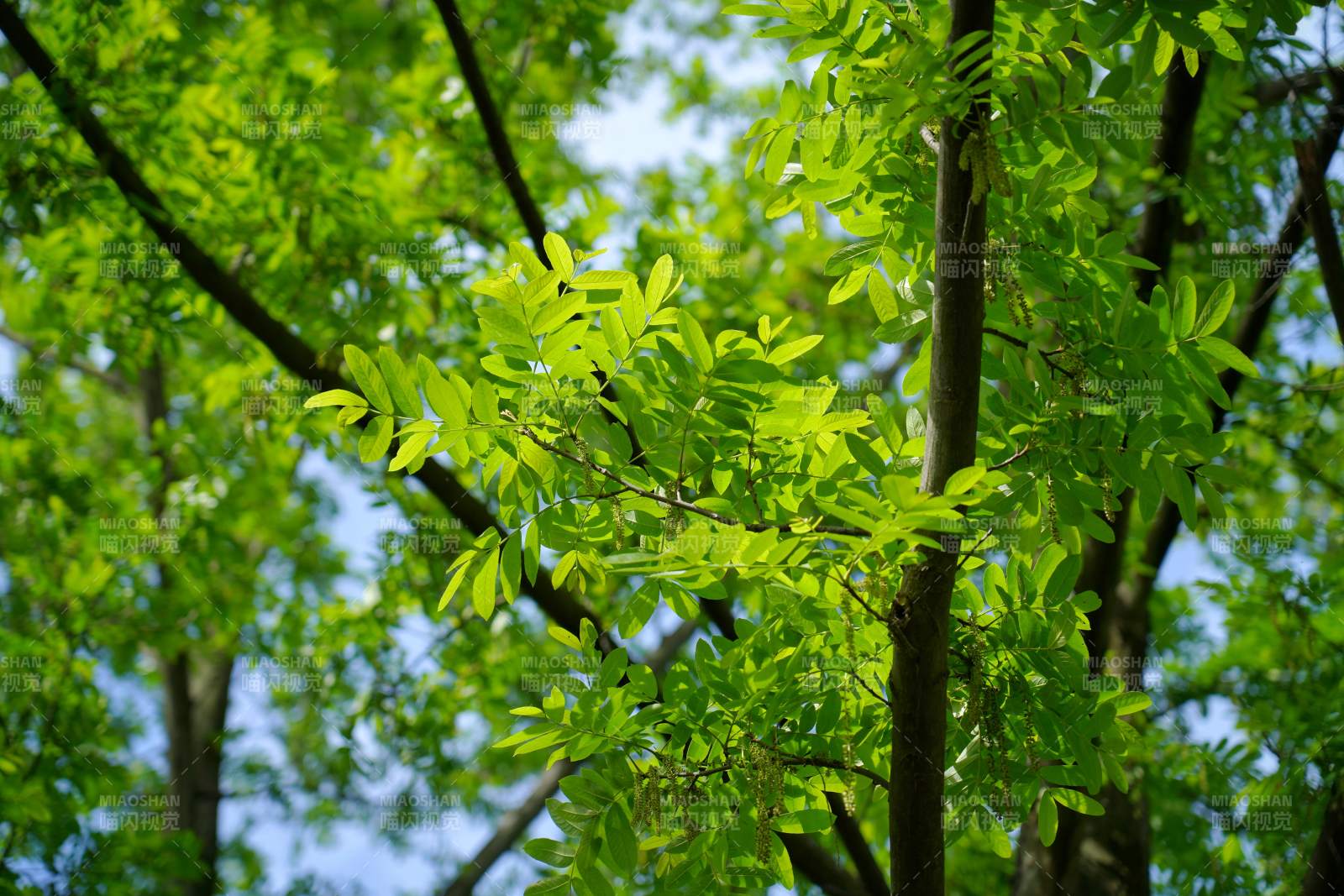 绿叶繁茂树影婆娑图片