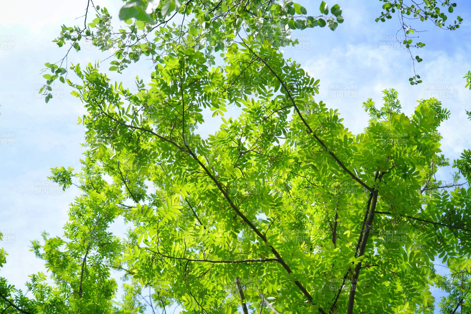 绿叶映蓝天图片