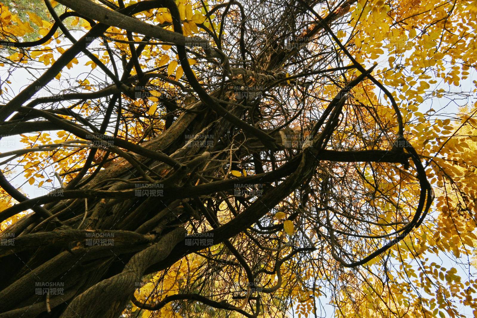 秋树缠枝 金叶映天图片
