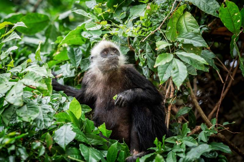 广西野生白头叶猴栖息绿林图片