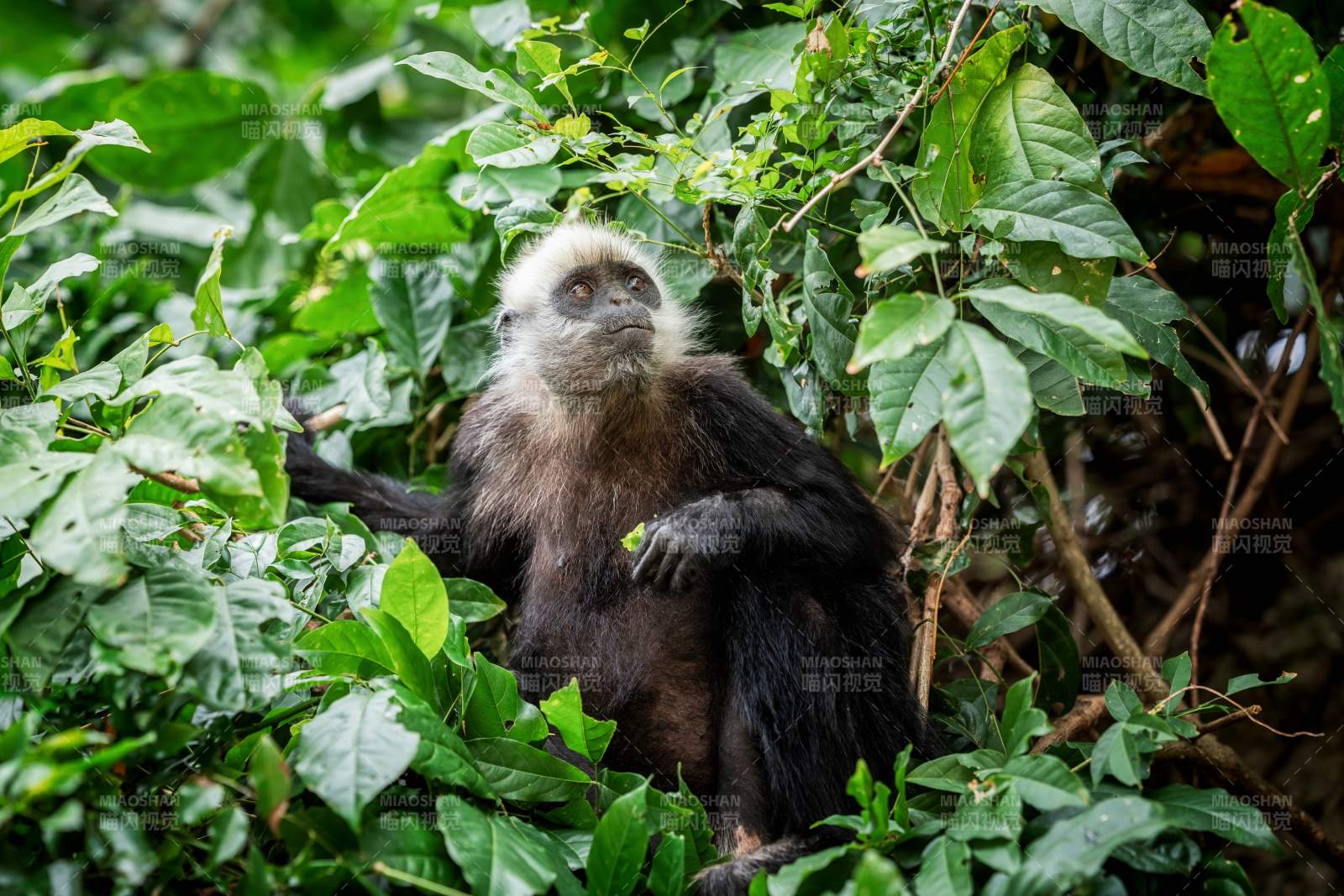 广西野生白头叶猴栖息绿林图片