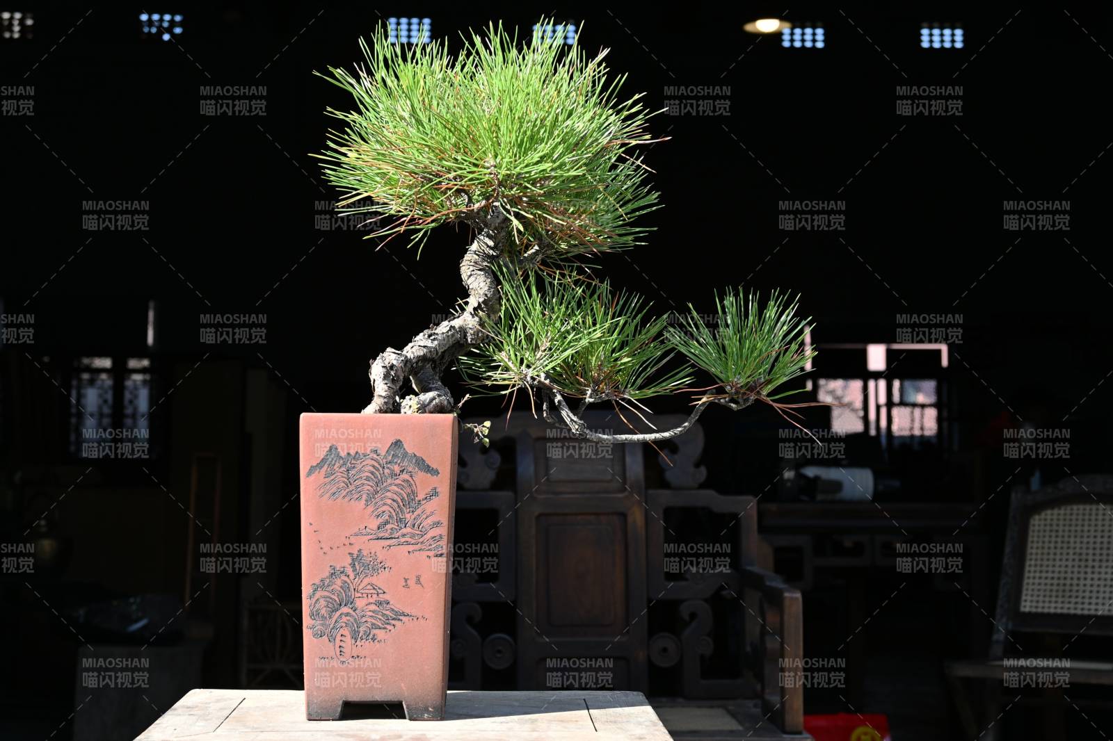 松树盆景艺术图片