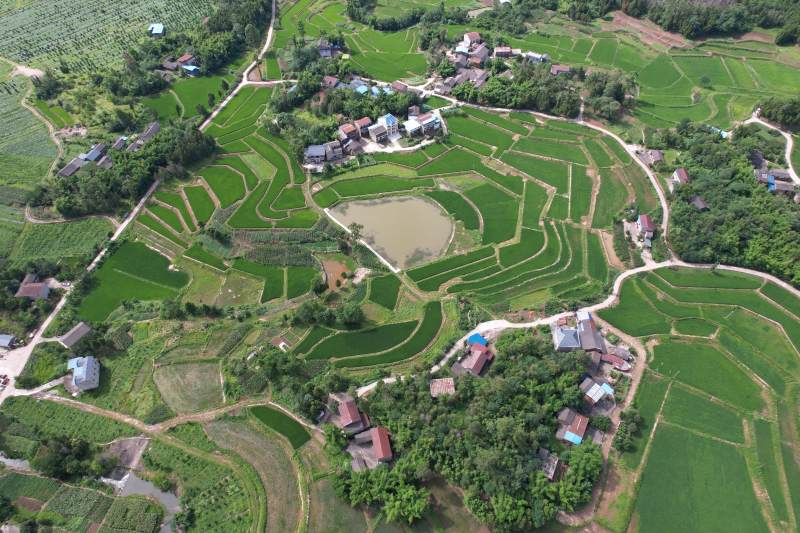 广安区石笋镇白云村稻田图片