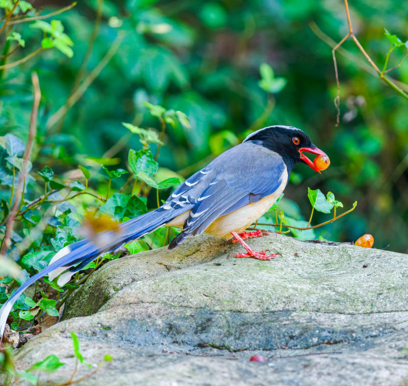 蓝鹊衔果栖石上图片