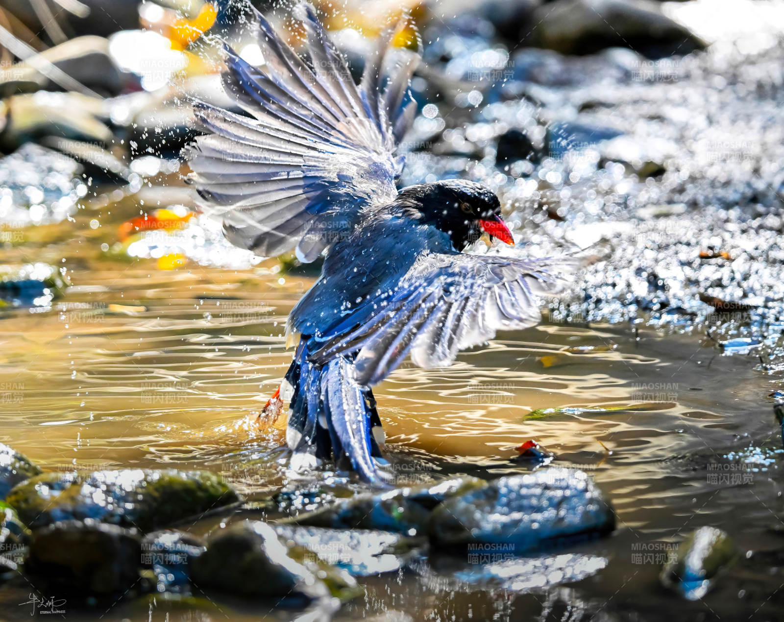 红嘴蓝鹊戏水溅起水花图片