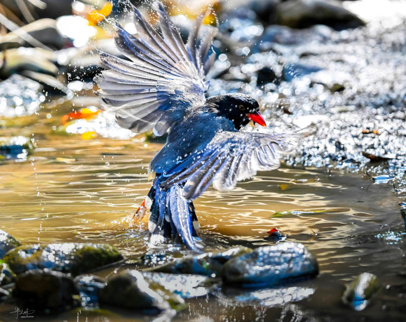 红嘴蓝鹊戏水溅起水花图片